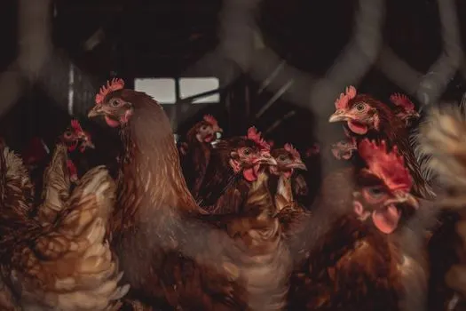 Птица — Fowl