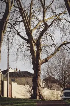 branche — Dal