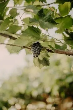 grožđe — struguri