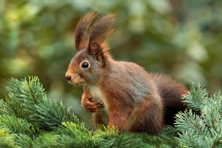 squirrel — écureuil