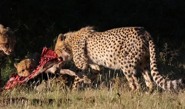 Охотился — Hunted