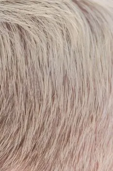 pelo rubio — Blond hair