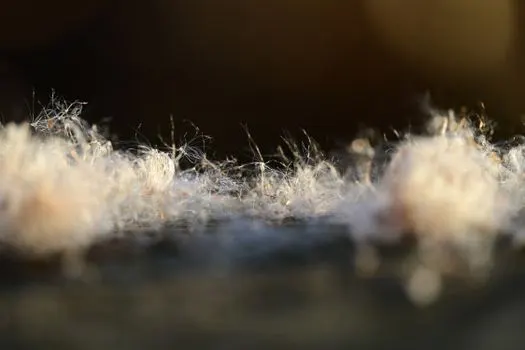 Fluff — pelusa
