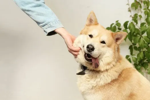 Собачка — Pooch