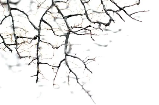 Веточки — Twigs