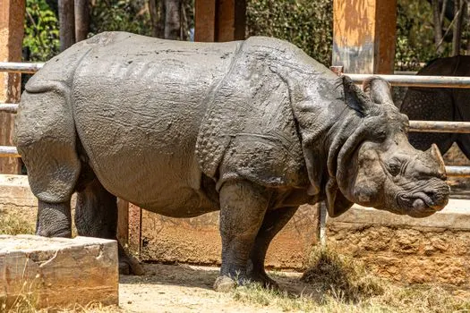 Носорог — Rhino
