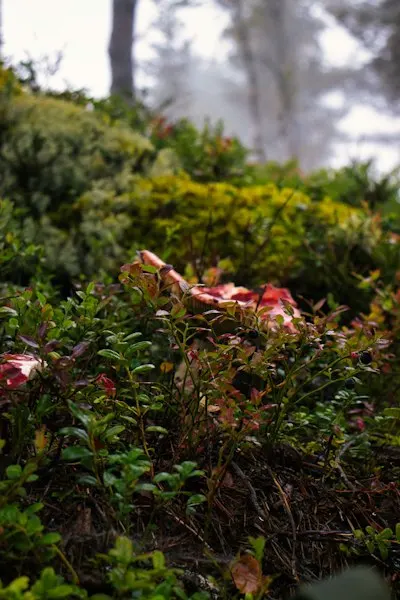 Подлесок — Underbrush