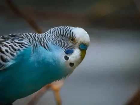 Волнистый попугайчик — Budgie