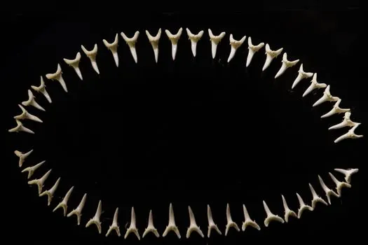 Клык — Fang