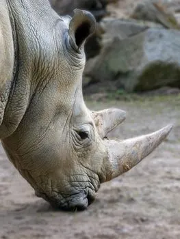 animaux en voie de disparition — endangered animals