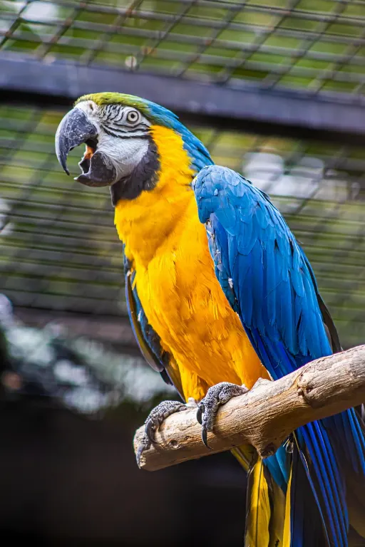 parrot — perroquet