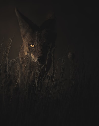 chacal — Jackal