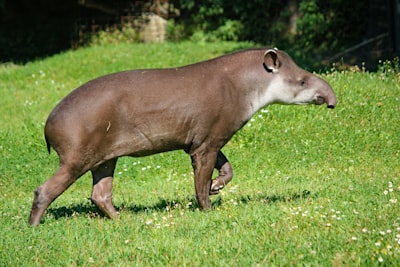 l'oritteropo — Aardvark