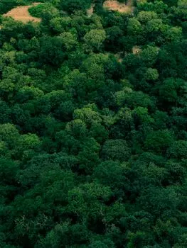 Лесной массив — woodland