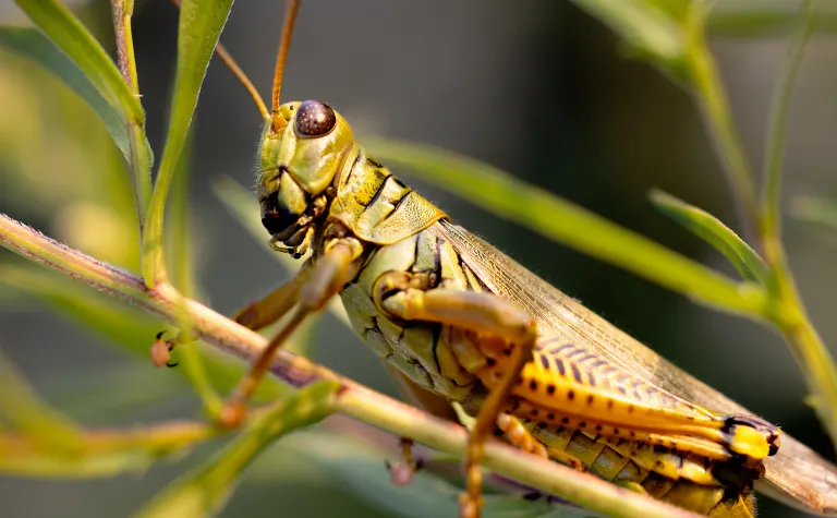 locust — criquet