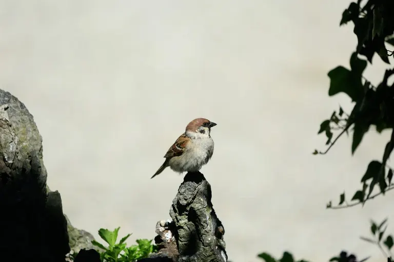 perched — perché