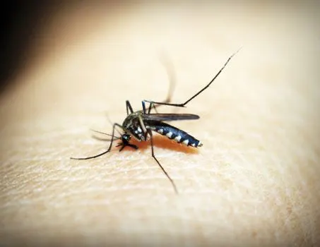 mosquis — mozzies