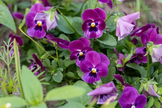 Анютины глазки — Pansy