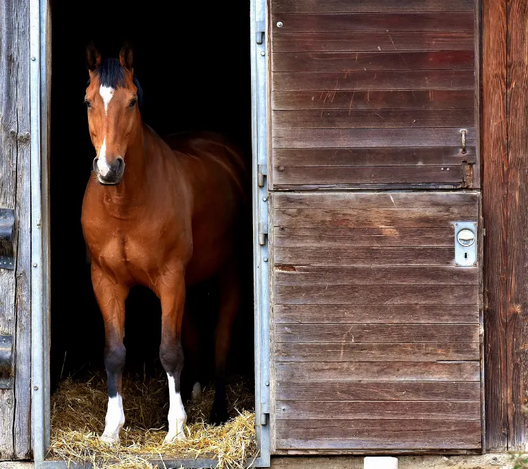 stables — écuries