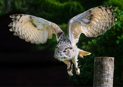 un nasone — a big hooter
