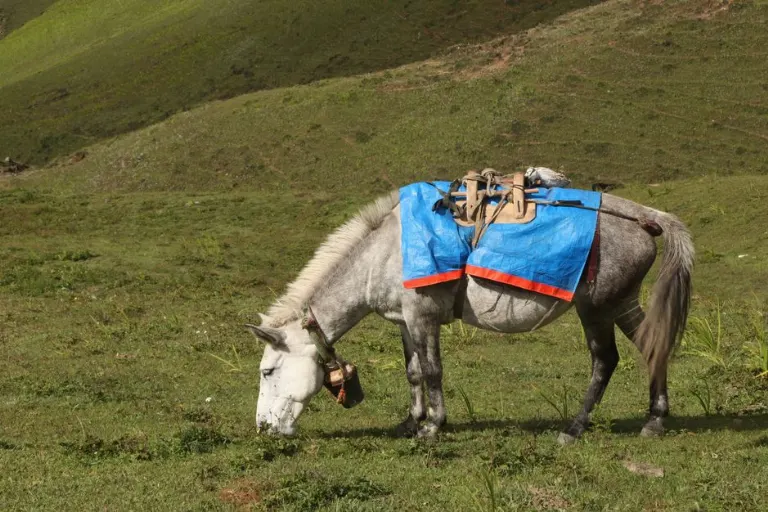 âne — Eşek