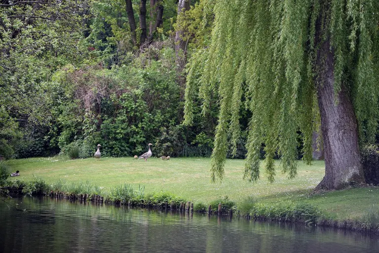 willow — saule