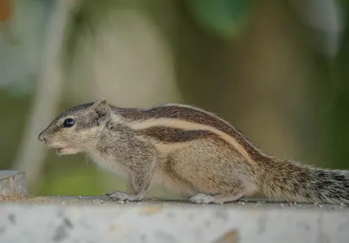 Бурундук — Chipmunk