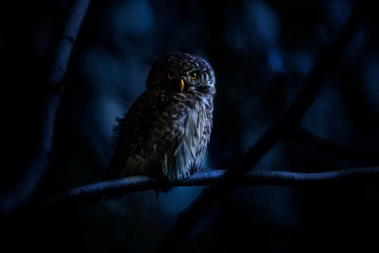 nocturnal — nocturne