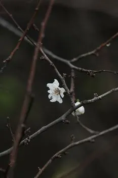 Подснежник — Snowdrop
