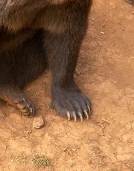 claws — Когти