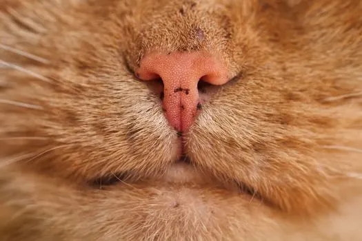 Морда — snout