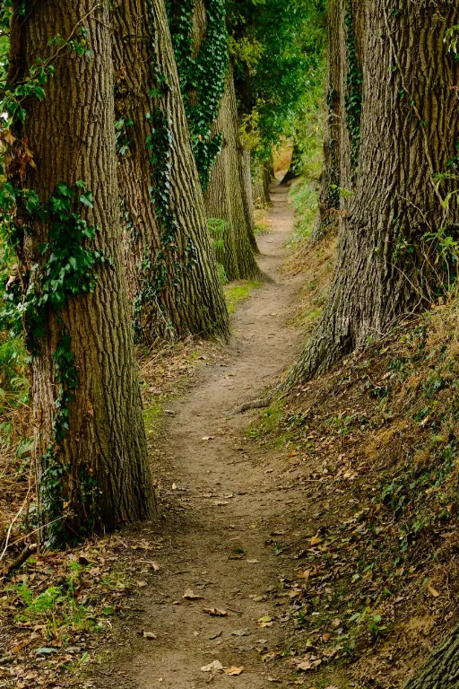 path — sentier