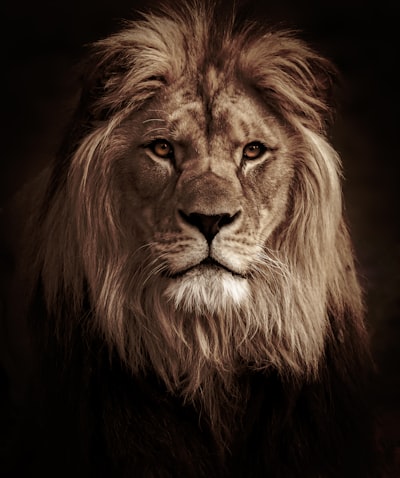 lion — lion