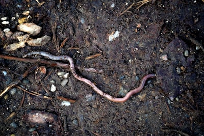 worm — ver