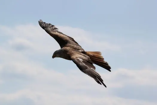 flap — взмахивать