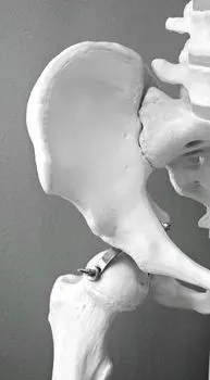 Бедро — hip