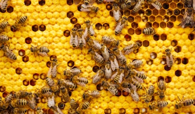 Beehive — ruche