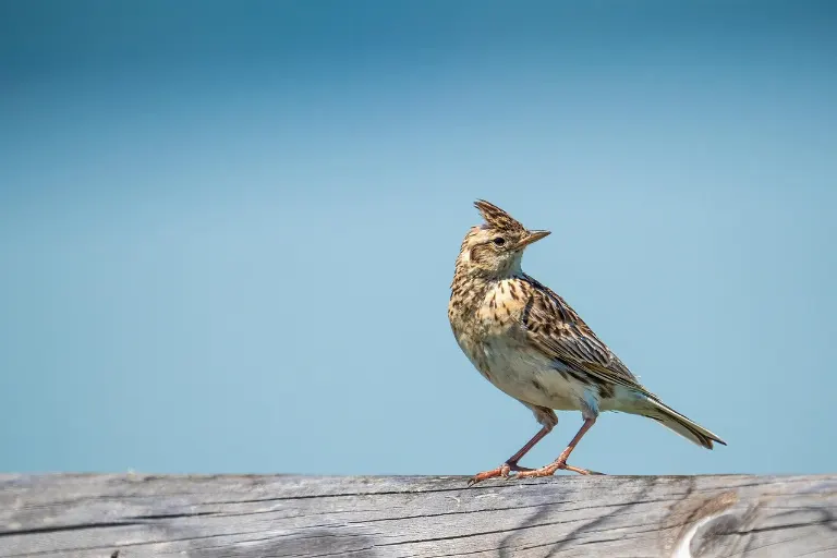 lark — alouette