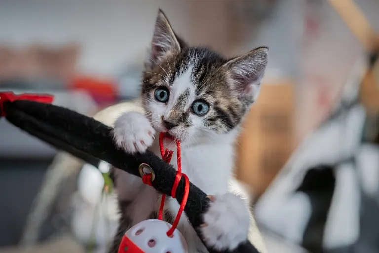 kitten — gatito