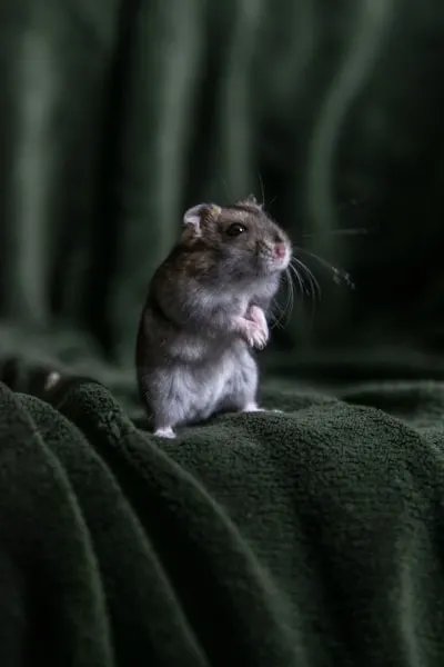 Wave of rodents — vague de rongeurs