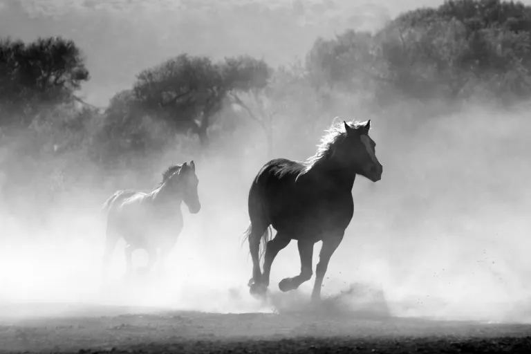 untamed — sauvage