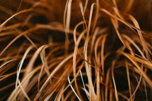 Brizna de paja — straw