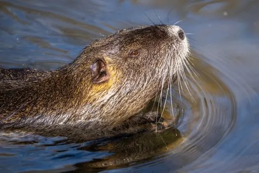 otter — loutre