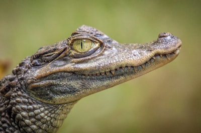 Reptil — reptile