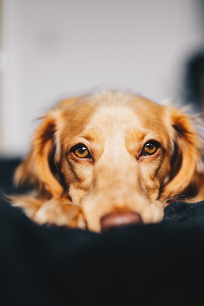 собака — Der Hund
