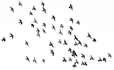 птицы — aves