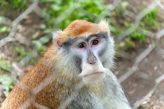 Бабуин — Baboon