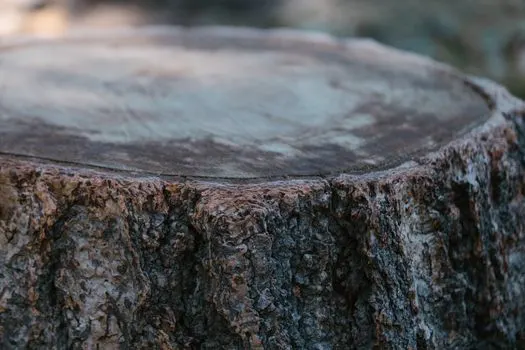 Пень — Stump