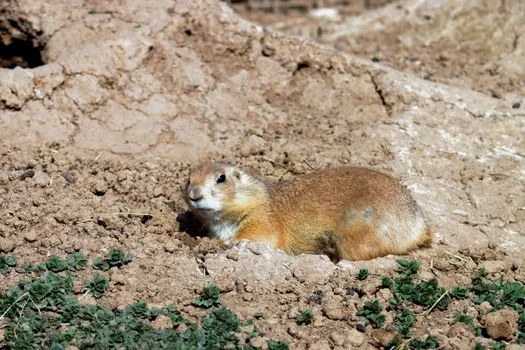 Сурок — Groundhog
