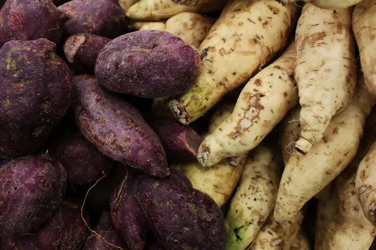 tubers — tubercules